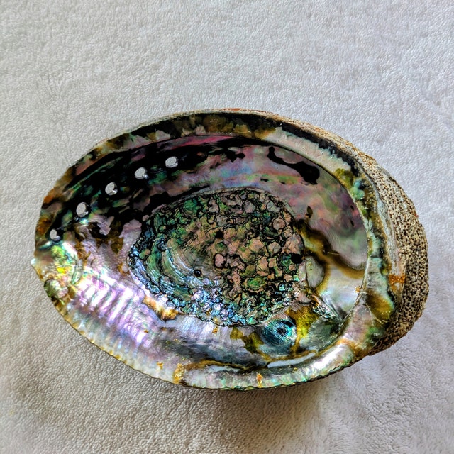Abalone Shells: Choose Size 2 - 7 Mini & JUMBO Abalone Shells (Holds Smudge  Sticks, Incense, Crystal Displays, Smudging Holder)