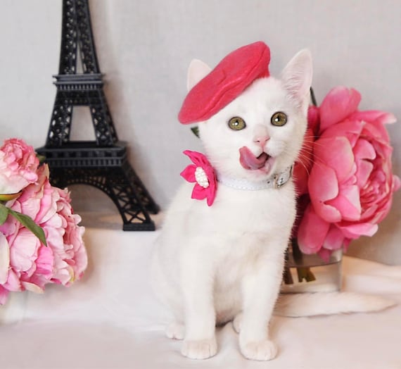 Customer photo of a pet with the Beret Personalized for small pet Raspberry