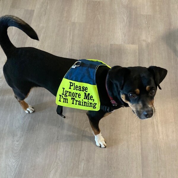 Working Dog Jacket „Please Ignore Me“ – Warnweste Für Hunde, Verstellbar & Bedruckt