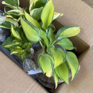 Jes added a photo of their purchase