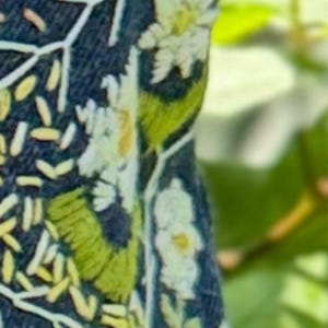 Marla.Alfaro hat ein Foto des gekauften Artikels hinzugefügt