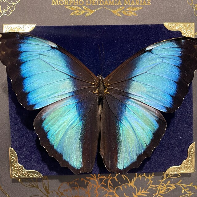 Morpho deidamia 蝶標本 木製フレーム付き Blue Morpho Deidamia Butterfly, Unmounted Wings Closed, Preserved