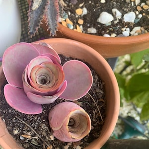 Catinca hat ein Foto des gekauften Artikels hinzugefügt