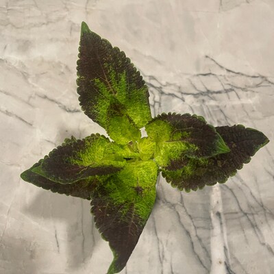 Coleus Samen Vomov Master Blend, lebendige Zierpflanze, seltene Samen