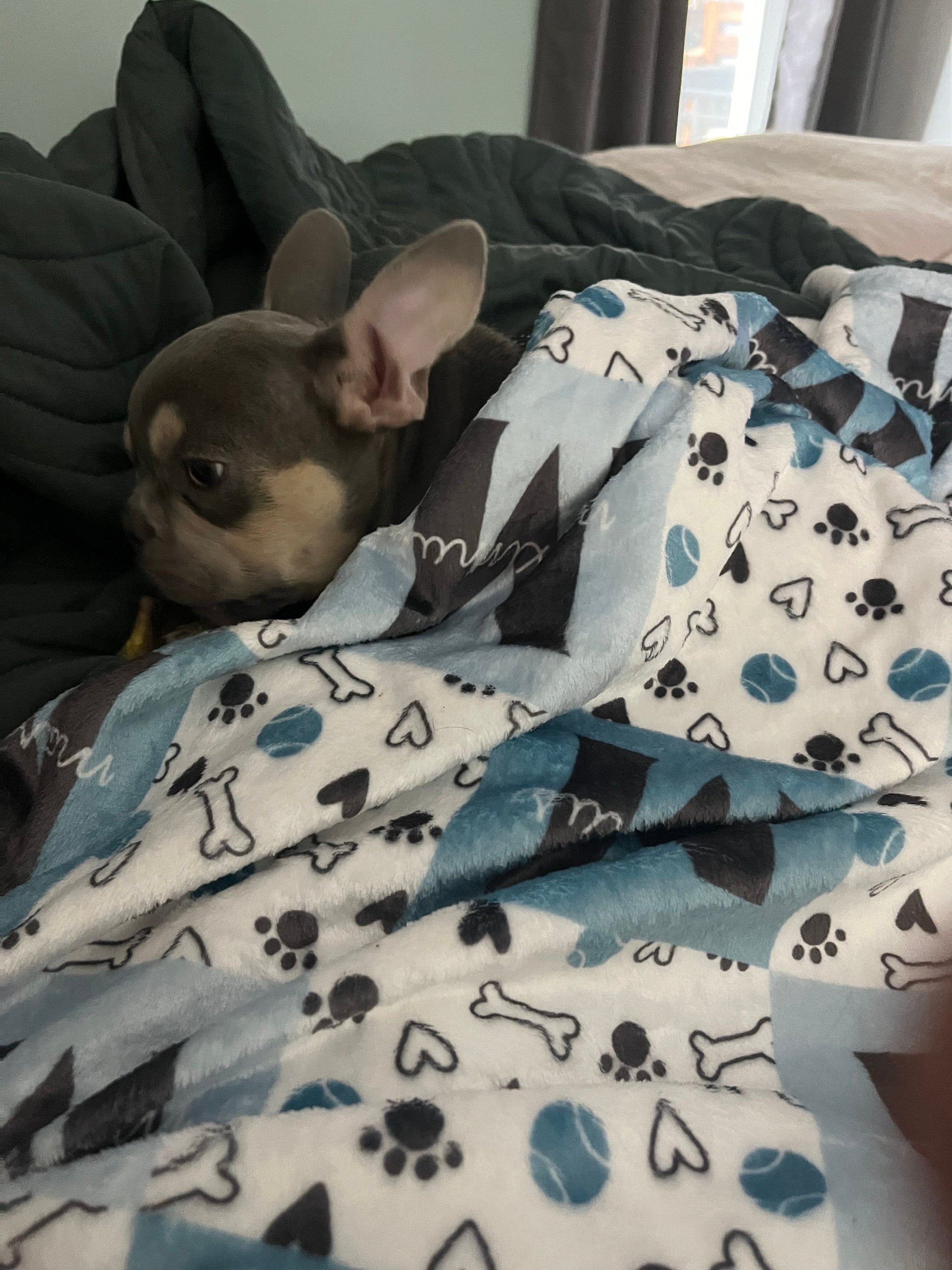 Dog Name Blanket with Bone and Ball, Personalized Dog Blanket, Cute Dog Blanket, Gift for Dog, Personalized Puppy Blanket, Dog Bedding