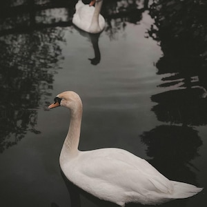 Monika added a photo of their purchase