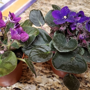 Deborah added a photo of their purchase