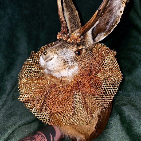REAL Jackalope Taxidermy Mount: Rabbit Head With Horns for Alternative ...