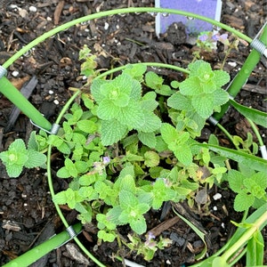 Inaktives Konto hat ein Foto des gekauften Artikels hinzugefügt