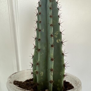 Peruvian Apple Cactus, Cereus Repandus, Live Plant - Etsy 日本