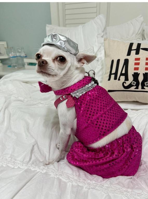 Customer photo of a pet with the Gatsby Hat