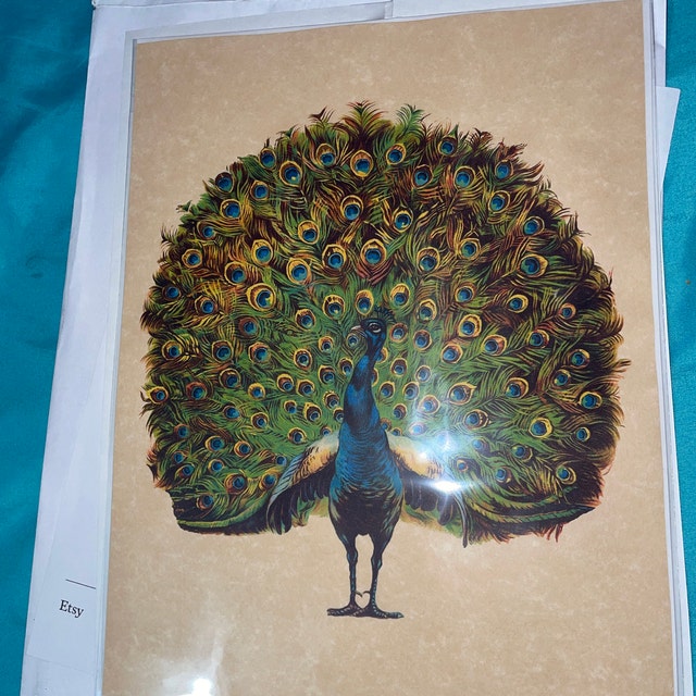 Set of 2 Dictionary Styled Matted Peacock Prints, Parchment Art