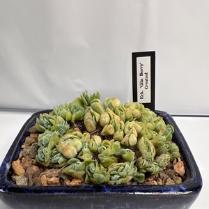 Sam ha añadido una foto de su compra