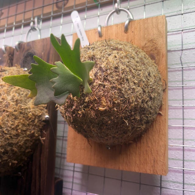 US Seller Platycerium Willinckii Golden Boy Sporeling - Etsy