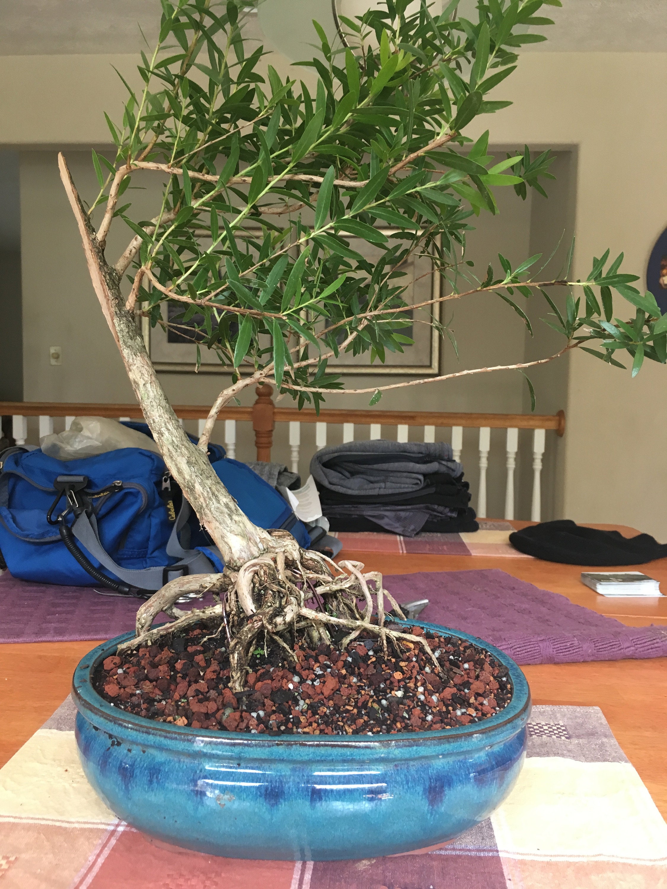 Dwarf bottlebrush bonsai tree, Blooming Tropics Collection from LiveBonsaiTree