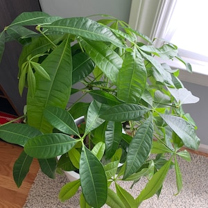 Mimiosa ha añadido una foto de su compra