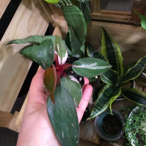Elena さんが購入した商品の写真を追加しました