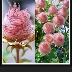 victoria ha añadido una foto de su compra