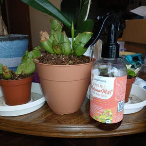 Anemic added a photo of their purchase