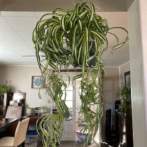 Comprador de Etsy ha añadido una foto de su compra