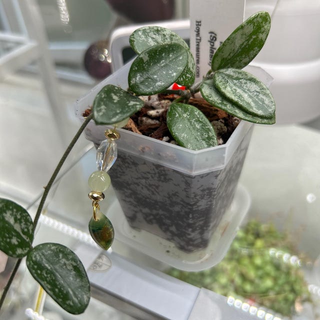 Hoya lima (Splash) | 2-Inch – Hoya Treasures