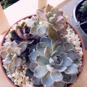 claudia added a photo of their purchase