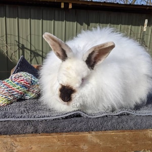 Catherine Greenwood added a photo of their purchase