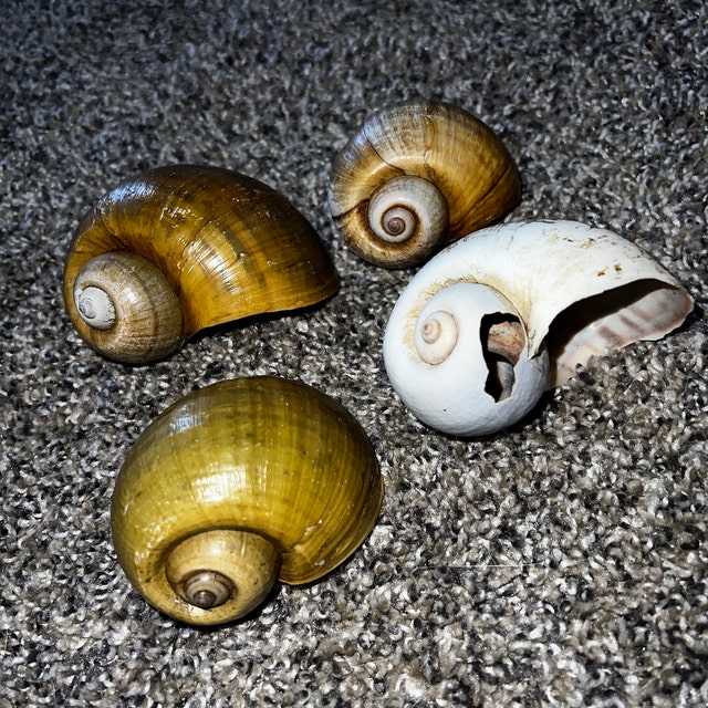 Giant Apple Snail Shells for Crafting, Craft Shells, Craft Snail Shell,  Shells for Wedding, Shells for Decoration 