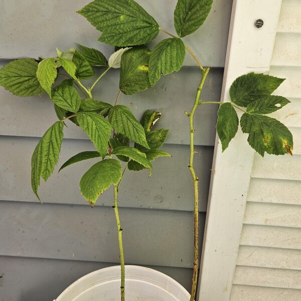 Heritage Ever Bearing Raspberry Potted Plants - Large & Sweet Berries ...