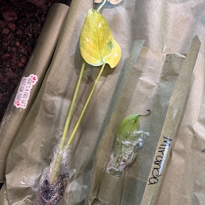 Alla added a photo of their purchase