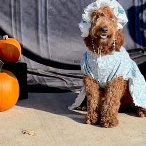 dog dressed as old lady Grandma Pet Costume: Pink Pajama Nightgown, Wig With Rollers, Glasses