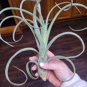 Jacquelyn added a photo of their purchase