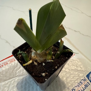 LaLaunie added a photo of their purchase