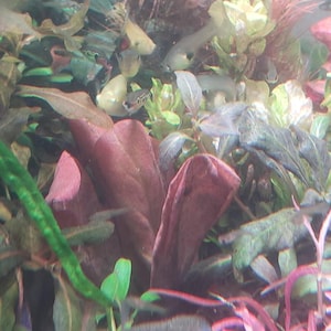 John adicionaram uma foto da sua compra