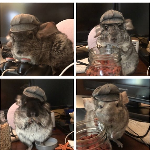 Customer photo of a pet with the Newspaper Boy Hat  for small pet Hedgehog Vogue
