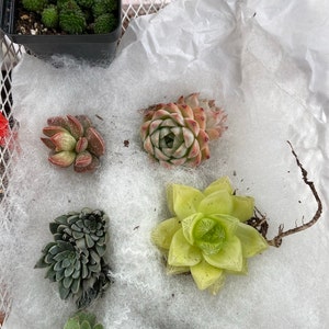 Helen added a photo of their purchase