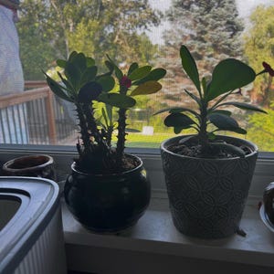 Mary added a photo of their purchase