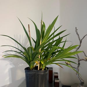 Mozhgan added a photo of their purchase