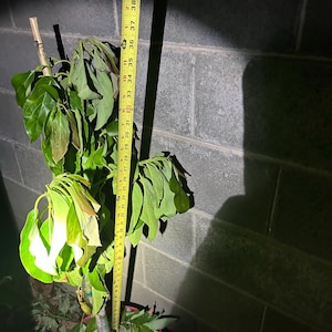 Chet added a photo of their purchase