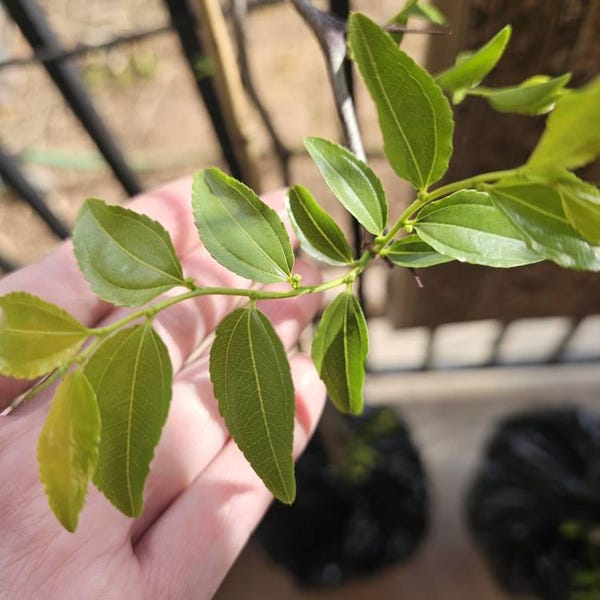Sugar Cane Jujube - 3 Feet Tall - Grafted Tree - Ship in 3gal Pot - Etsy