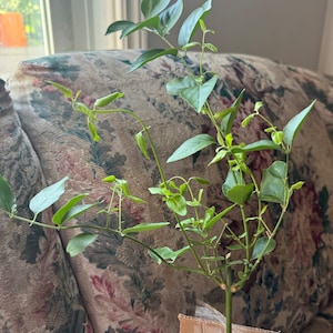 Luxmiganthi added a photo of their purchase