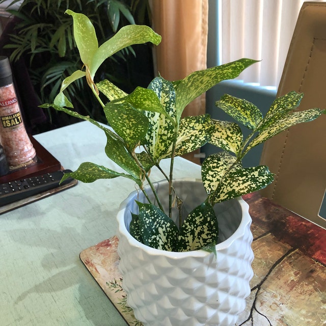 Striped Planter with Liquid Gold Leaf * sparkle living blog