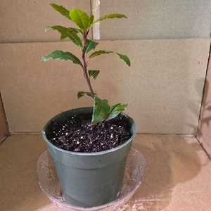 Shelley added a photo of their purchase