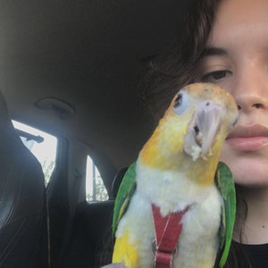 Zyrah heeft een foto van de aankoop toegevoegd