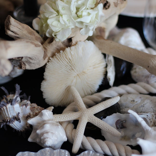 Murex Endiva Shell: Long Spine Seashell for Beach Wedding Decor - Etsy