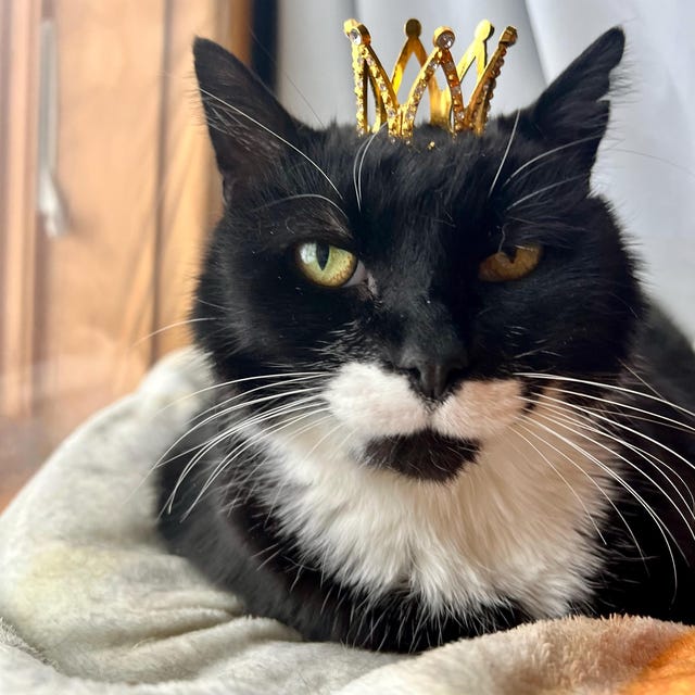 ミニゴールドメタルキャットクラウン - 猫の王様または女王様 - 猫用