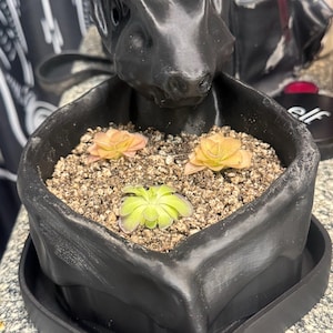 Jenny ha añadido una foto de su compra