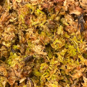 5 Vine Peach Melons Seeds taste Just Like Mango & Great for - Etsy UK