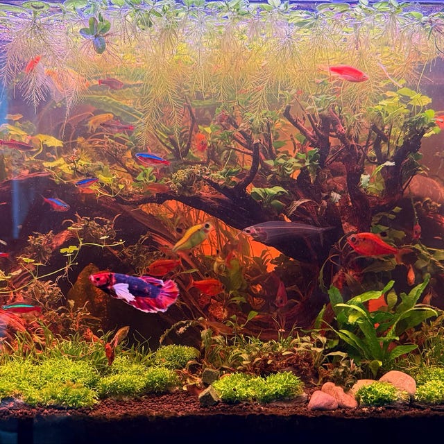 赤系天然水槽用流木 アクアリウム レイアウト 天然流木を使ったレイアウト、アクアリウム、盆栽風の洞窟、アクア
