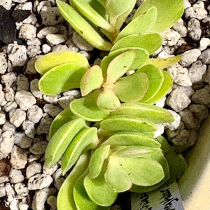 Allyson added a photo of their purchase